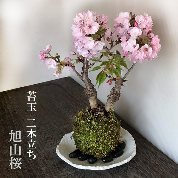 【2024年開花終了】徒歩0分のお花見を楽しむ。【桜（旭山桜）の二本植え苔玉・楕円白粉引器セット】 1枚目の画像