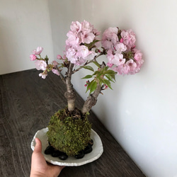 【2024年開花終了】徒歩0分のお花見を楽しむ。【桜（旭山桜）の二本植え苔玉・楕円白粉引器セット】 2枚目の画像