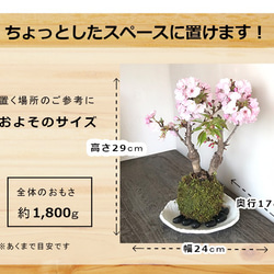 【2024年開花終了】徒歩0分のお花見を楽しむ。【桜（旭山桜）の二本植え苔玉・楕円白粉引器セット】 3枚目の画像