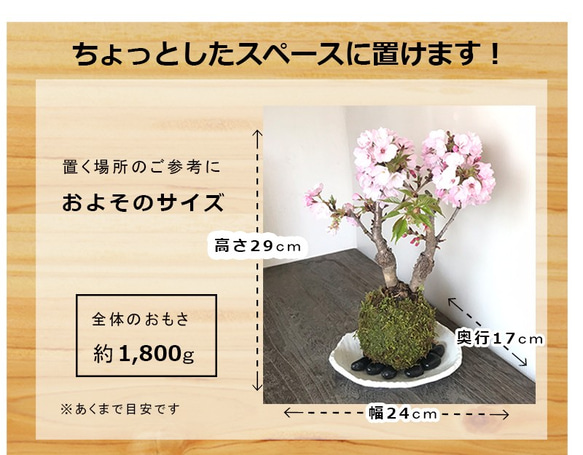 【2024年開花終了】徒歩0分のお花見を楽しむ。【桜（旭山桜）の二本植え苔玉・楕円白粉引器セット】 3枚目の画像
