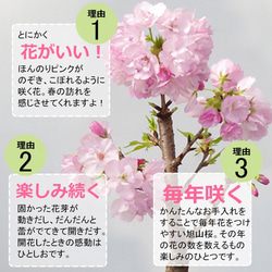 【2024年開花終了】徒歩0分のお花見を楽しむ。【桜（旭山桜）の二本植え苔玉・楕円白粉引器セット】 6枚目の画像