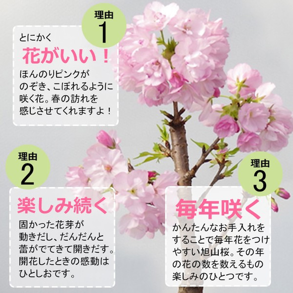 【2024年開花終了】徒歩0分のお花見。豪華な二本植え【旭山桜（あさひやまさくら）二本植えの盆栽（信楽焼茶鉢） 6枚目の画像