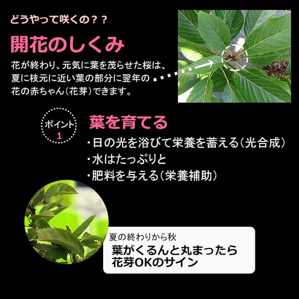 【2024年開花終了】徒歩0分のお花見。豪華な二本植え【旭山桜（あさひやまさくら）二本植えの盆栽（信楽焼茶鉢） 8枚目の画像