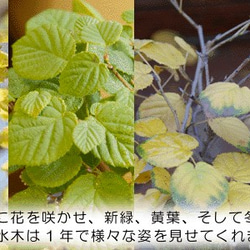 春には花、新緑、秋には紅葉と四季折々の変化が楽しめるかわいらしいミニ盆栽【ヒメミズキの盆栽　刷毛目鉢】 6枚目の画像