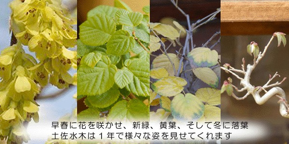 春には花、新緑、秋には紅葉と四季折々の変化が楽しめるかわいらしいミニ盆栽【ヒメミズキの盆栽　刷毛目鉢】 6枚目の画像