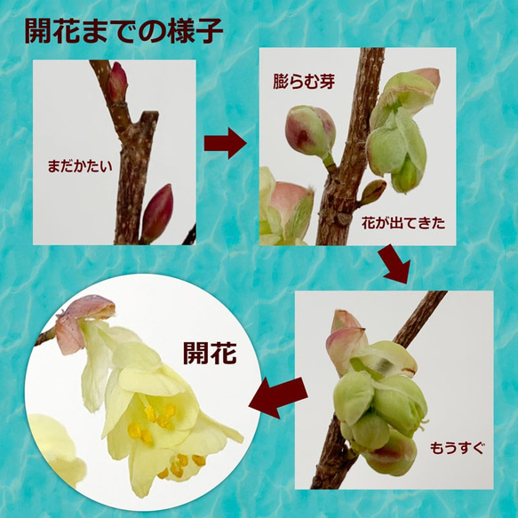 春には花、新緑、秋には紅葉と四季折々の変化が楽しめるかわいらしいミニ盆栽【ヒメミズキの盆栽　刷毛目鉢】 7枚目の画像