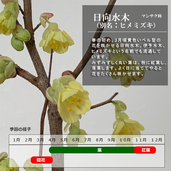 春には花、新緑、秋には紅葉と四季折々の変化が楽しめるかわいらしいミニ盆栽【ヒメミズキの盆栽　刷毛目鉢】 8枚目の画像