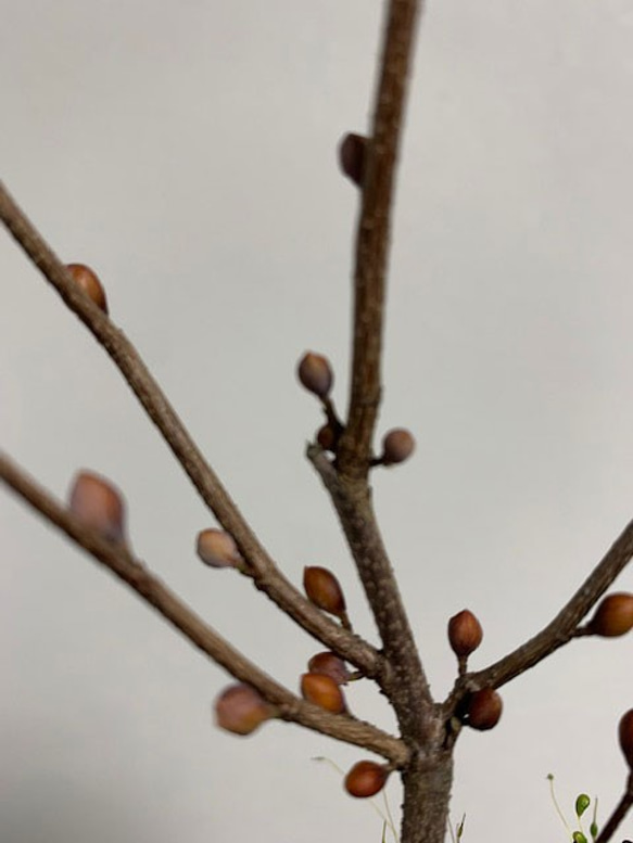 春には花、新緑、秋には紅葉と四季折々の変化が楽しめるかわいらしいミニ盆栽【ヒメミズキの盆栽　刷毛目鉢】 9枚目の画像