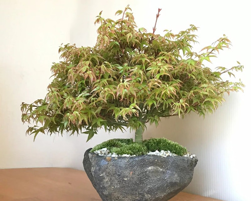 芽吹き、新緑、紅葉、裸樹も魅力！【 モミジ（清姫）の盆栽 くらま鉢