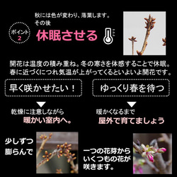 【2024年開花終了】桜・・・そう聞くだけで心和む景色を貴方のもとへ【旭山桜の盆栽真山茜トリ鉢）】 7枚目の画像