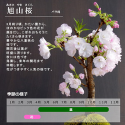 【2024年開花終了】桜・・・そう聞くだけで心和む景色を貴方のもとへ【旭山桜の盆栽真山茜トリ鉢）】 9枚目の画像