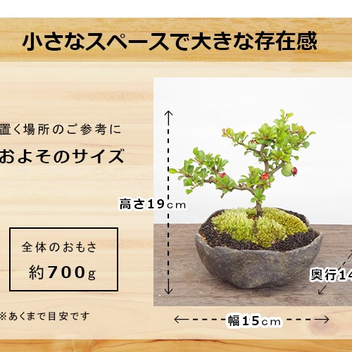 年に数回一重の白花が楽しめる【白長寿梅（しろちょうじゅばい）の盆栽