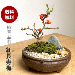盆栽 『チリメンカズラ』 和風 インテリア 園芸 ガーデニング オブジェ
