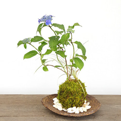光触媒 人工観葉植物 ウォールグリーン ゴールデンリーフ1.8h その他