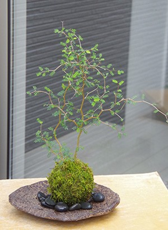 動きある枝ぶり、小さな葉がたくさん！個性的な植物【ソフォラ・ミクロフィラの苔玉・くらま岩器セット】 2枚目の画像