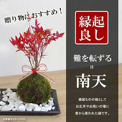 秋から冬の紅葉、春から秋のライトグリーンの葉色お楽しみください【南天の盆栽（炭化焼締鉢） 2枚目の画像