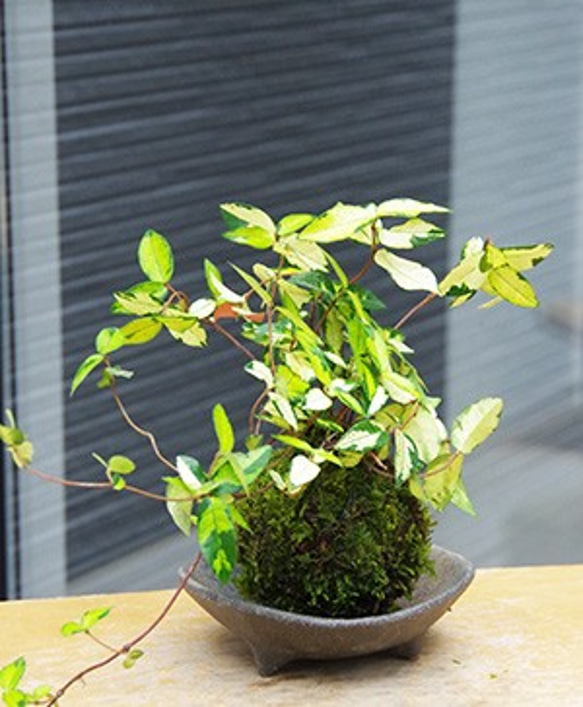 鮮やかな黄色と深緑色のコントラストが美しい苔玉【テイカカズラの苔玉・三つ足灰器セット】 2枚目の画像