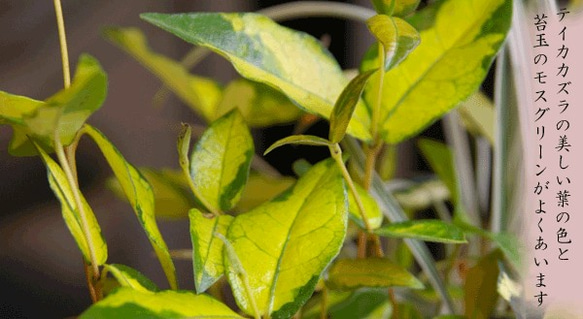 鮮やかな黄色と深緑色のコントラストが美しい苔玉【テイカカズラの苔玉・三つ足灰器セット】 4枚目の画像