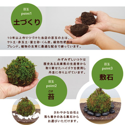 鮮やかな黄色と深緑色のコントラストが美しい苔玉【テイカカズラの苔玉・三つ足灰器セット】 6枚目の画像