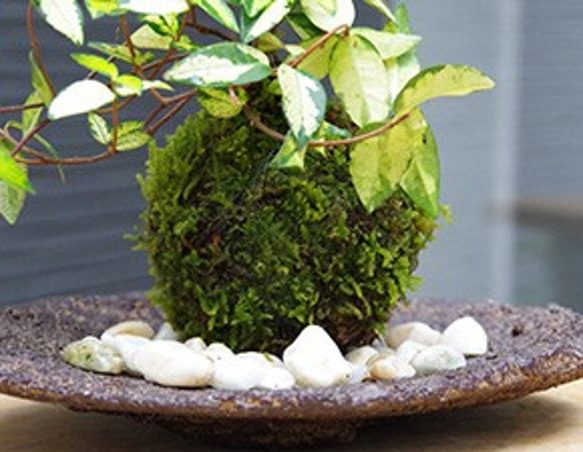 鮮やかな黄色と深緑色のコントラストが美しい苔玉【テイカカズラの苔玉・くらま岩器セット】 7枚目の画像