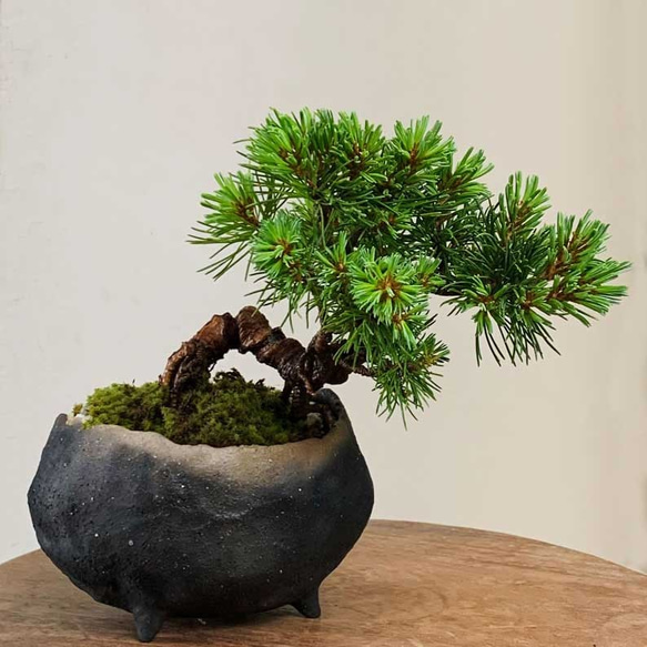 希少時代手作り松皮大きい盆栽鉢木肌作り植木鉢大寄せ植え鉢30cm 希少時代手作り松皮大きい盆栽鉢木肌作り植木鉢大寄せ植え鉢30cm