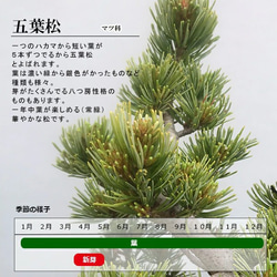 どっしりとした幹から四方に枝を伸ばし風格のある盆栽【五葉松の盆栽（炭化焼締鉢） 4枚目の画像