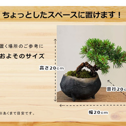 どっしりとした幹から四方に枝を伸ばし風格のある盆栽【五葉松の盆栽（炭化焼締鉢） 5枚目の画像
