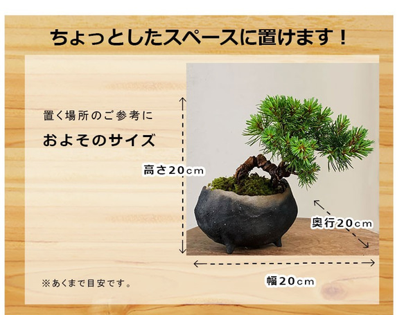 どっしりとした幹から四方に枝を伸ばし風格のある盆栽【五葉松の盆栽（炭化焼締鉢） 5枚目の画像