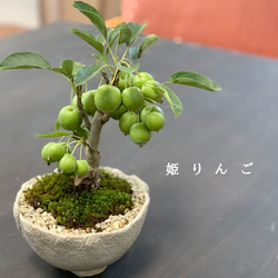 りんご大品盆栽です。2個実なり引き取り限定。大幅値下げ 現在裸樹】初夏に美しい白花、実がなり秋には真っ赤な実が楽しめる