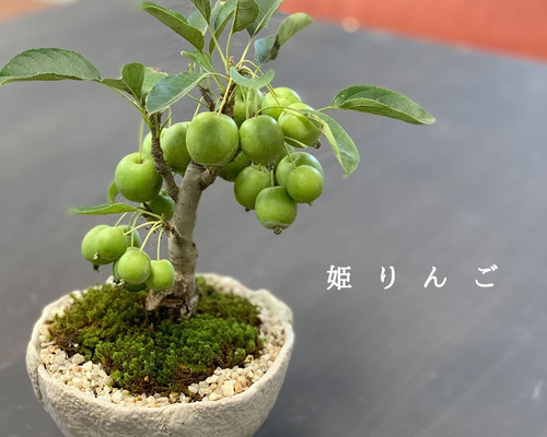 【ガチ盆栽】姫リンゴ　実多数 0_fd540d52579454d1fa67ebeb7414
