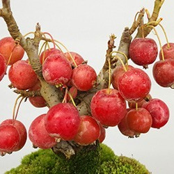 初夏に美しい白花、実がなり秋には真っ赤な実が楽しめる【ヒメリンゴの盆栽（万古焼白鉢）姫りんご 姫リンゴ 実がなる 林檎 10枚目の画像