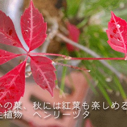 晩秋の紅葉が美しいツル性の苔玉【ヘンリーヅタの苔玉・くらま岩器・敷石セット】 3枚目の画像