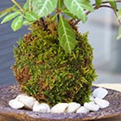 晩秋の紅葉が美しいツル性の苔玉【ヘンリーヅタの苔玉・くらま岩器・敷石セット】 6枚目の画像