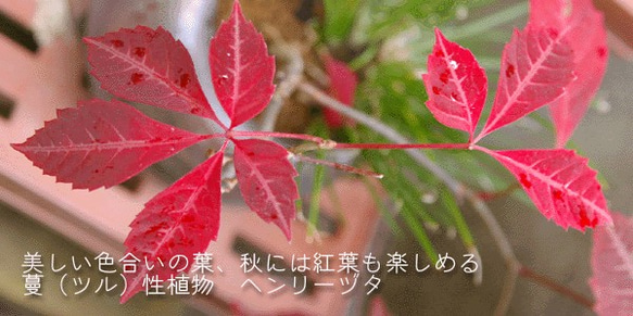 晩秋の紅葉が美しいツル性の苔玉【ヘンリーヅタの苔玉・三つ足灰器・敷石セット】 3枚目の画像