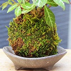 晩秋の紅葉が美しいツル性の苔玉【ヘンリーヅタの苔玉・三つ足灰器・敷石セット】 6枚目の画像