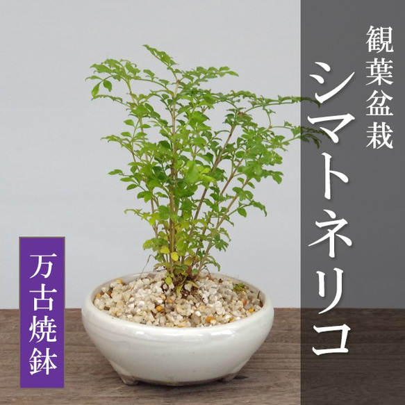 爽やかで涼しげな光沢の葉が魅力【シマトネリコの鉢植え（万古焼白鉢）】 1枚目の画像