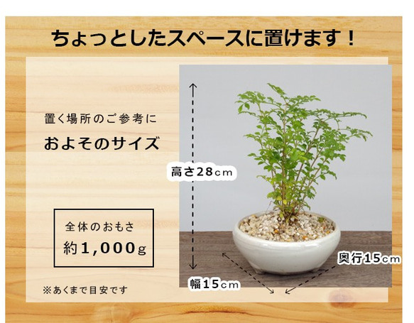 爽やかで涼しげな光沢の葉が魅力【シマトネリコの鉢植え（万古焼白鉢）】 2枚目の画像