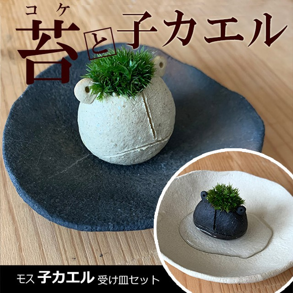 苔（こけ）をそだてる。モスモス【モス子カエル（選べる色）・受け皿 