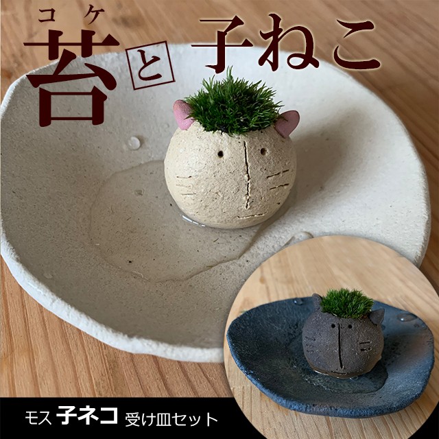 苔（こけ）をそだてる。モスモス【モス子ネコ（選べる色）・受け皿 