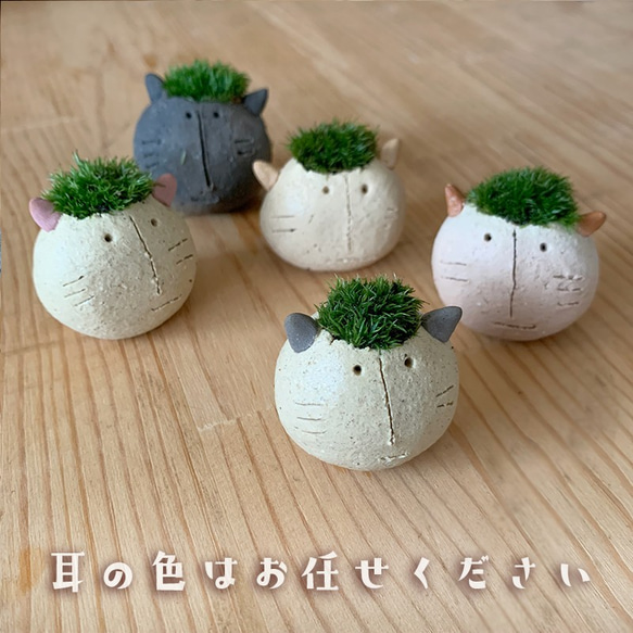 苔（こけ）をそだてる。モスモス【モス子ネコ（選べる色）・受け皿 