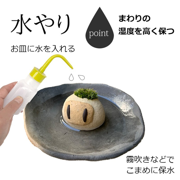 ボンバーマン＋苔盆栽＝盆（ボン）バーマン！？【モスモスボンバー（大きいサイズ）・受け皿セット】 ボンバーマン 8枚目の画像