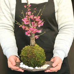 【2024年開花終了】観て香って楽しい苔玉　 紅花のウメ　【紅梅（こうばい）の苔玉・くらま器・敷石セット】 3枚目の画像