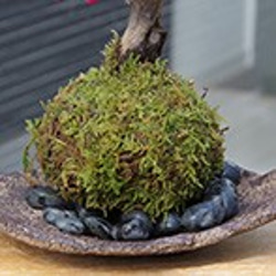 【2024年開花終了】観て香って楽しい苔玉　 紅花のウメ　【紅梅（こうばい）の苔玉・くらま器・敷石セット】 8枚目の画像