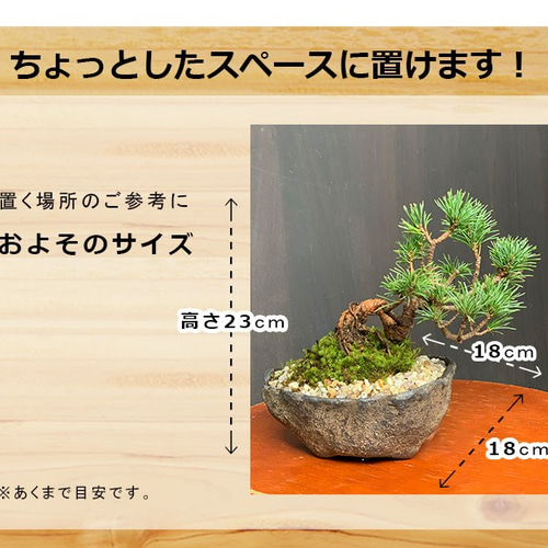 どっしりとした幹から四方に枝を伸ばし風格のある盆栽【五葉松の