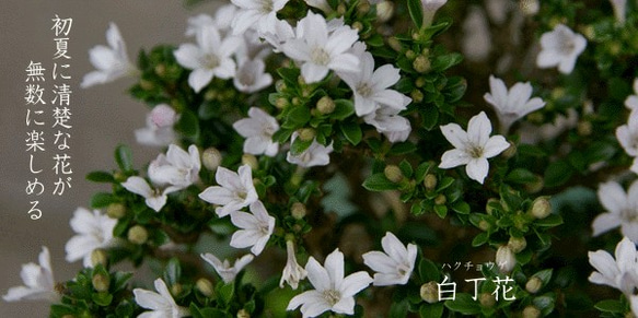 【１点もの】新緑の季節に清楚な白い花が楽しめます【白丁花（はくちょうげ）の盆栽（鉢　真山茜）】 9枚目の画像