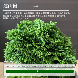 こんもりした葉が魅力の常緑【連山ヒノキのミニ盆栽　炭化焼き締トリ鉢】 8枚目の画像