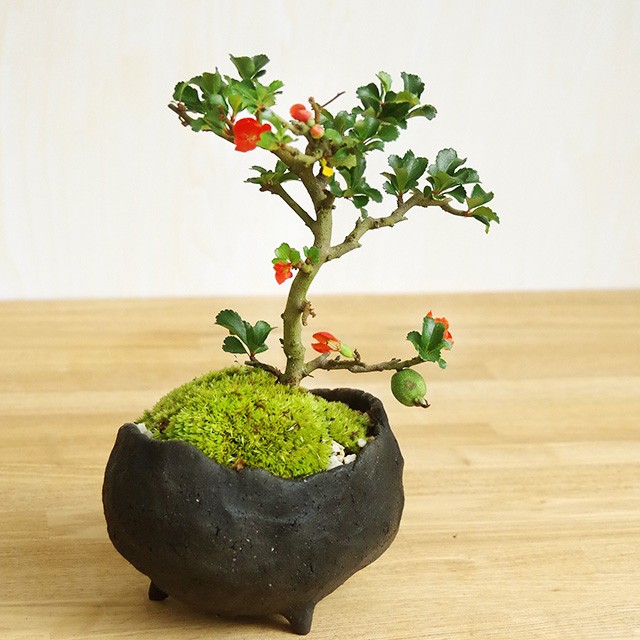 紅花けんがい長寿梅です。人気のある盆栽樹種