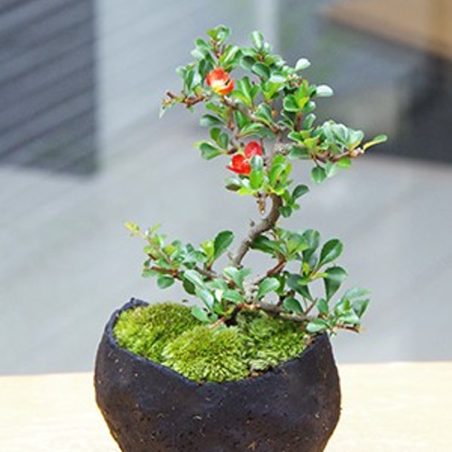 年に数回可憐な一重の紅花が楽しめます【紅長寿梅（べにちょうじゅばい