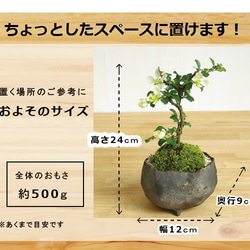 【現在葉姿】母の日の贈り物に。年に数回可憐な一重の白花が楽しめます【白長寿梅の盆栽（鉢　作家　真山茜氏】 2枚目の画像