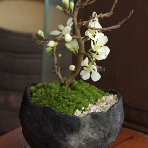 年に数回可憐な一重の白花が楽しめます【白長寿梅の盆栽（鉢 作家 真山